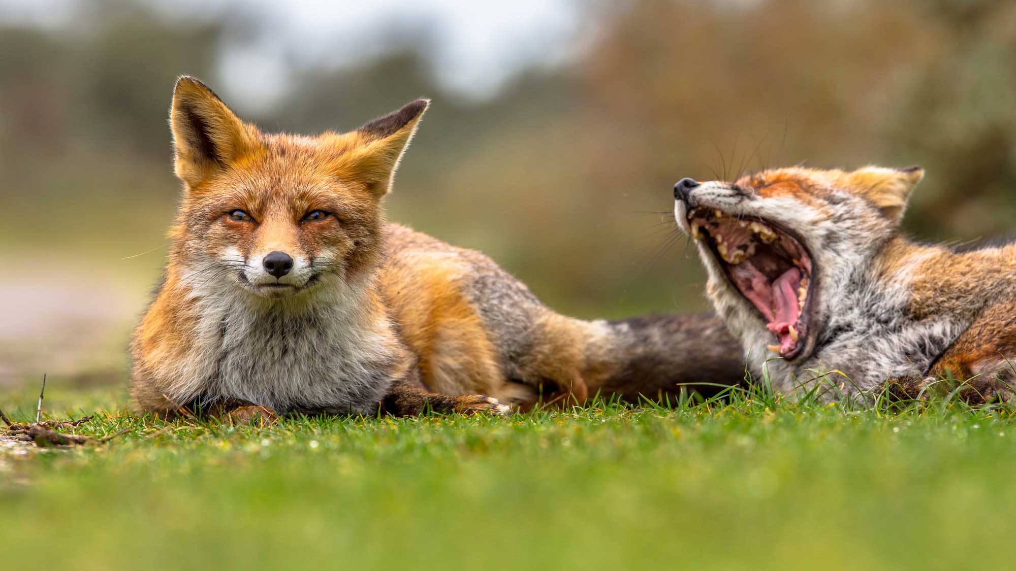 two-european-red-fox-family-members