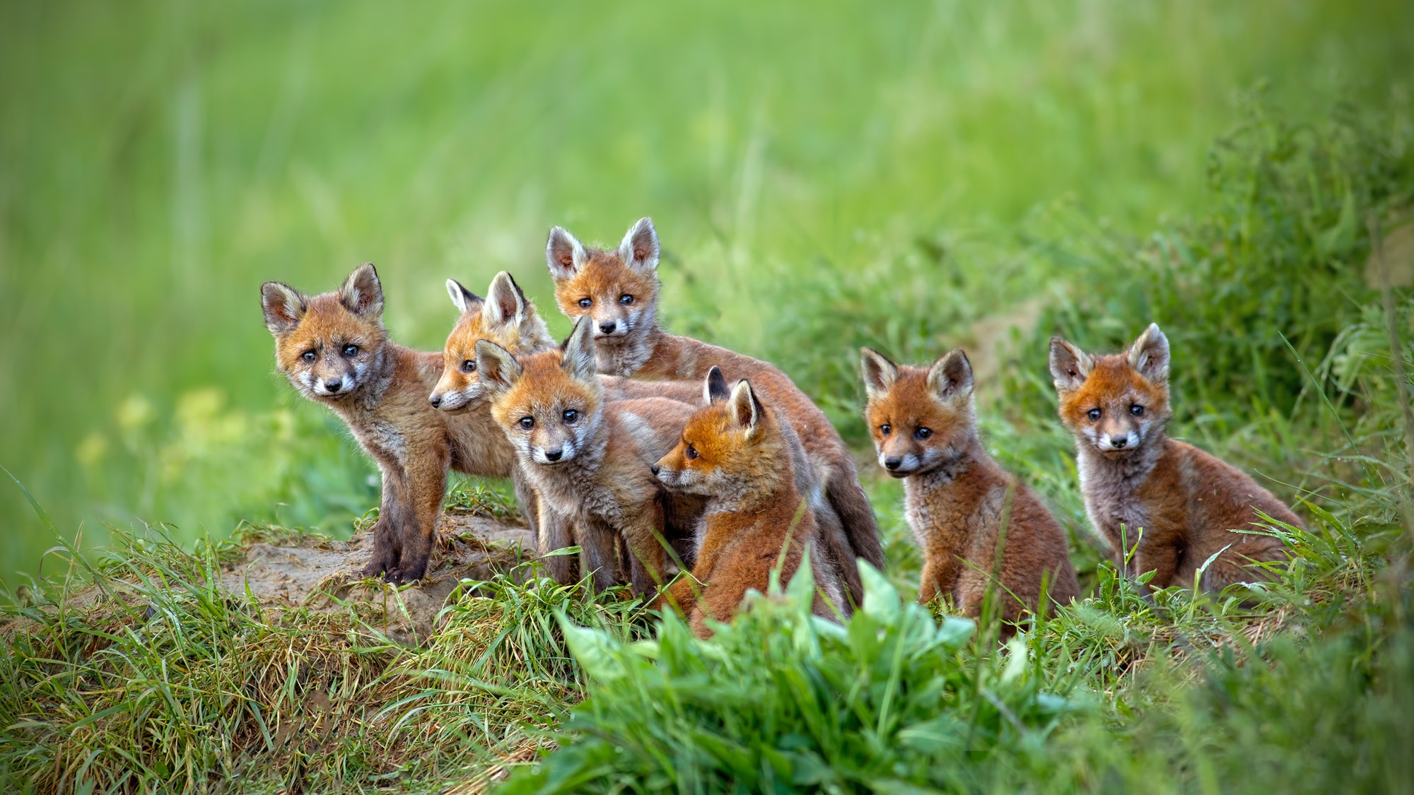 Red fox, vulpes vulpes, cubs sitting by the den